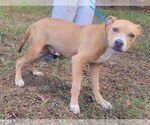 Small #2 American Pit Bull Terrier-Labrador Retriever Mix