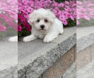 Coton de Tulear Puppy for sale in CANOGA, NY, USA