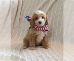 Small #3 Goldendoodle (Miniature)