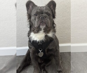 Father of the French Bulldog puppies born on 07/06/2025