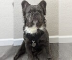 Small Photo #1 French Bulldog Puppy For Sale in FOLSOM, CA, USA