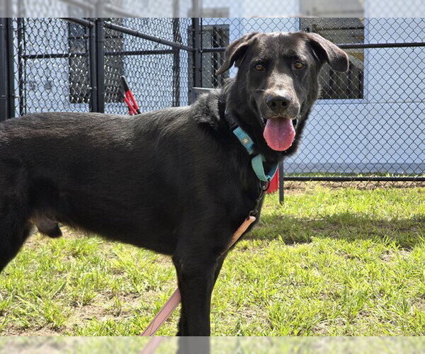 Medium Photo #2 Shepradors Puppy For Sale in Ocala, FL, USA