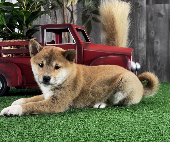 Medium Photo #2 Shiba Inu Puppy For Sale in CANOGA, NY, USA
