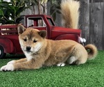 Small #1 Shiba Inu