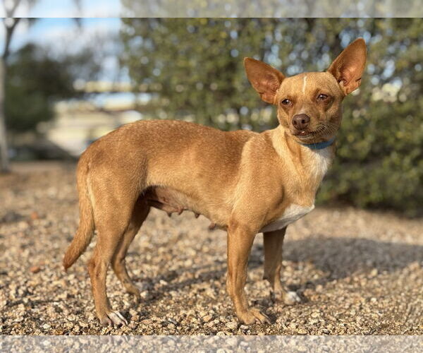 Medium Photo #1 Chihuahua-Unknown Mix Puppy For Sale in PIPE CREEK, TX, USA