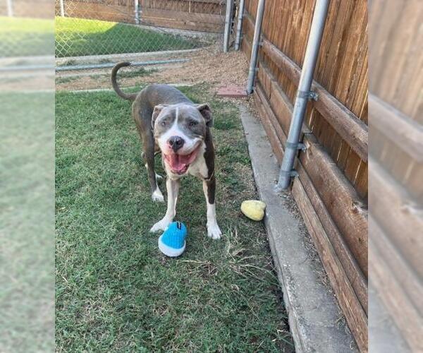 Medium Photo #1 American Pit Bull Terrier Puppy For Sale in Plano, TX, USA