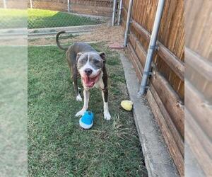 American Pit Bull Terrier Dogs for adoption in Plano, TX, USA