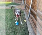 Small American Pit Bull Terrier