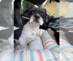 Small #4 Shih Tzu Mix