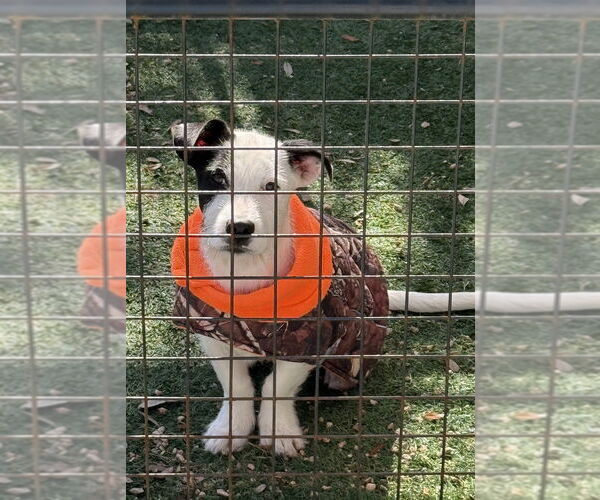 Medium Photo #3 Mutt Puppy For Sale in San Leon, TX, USA