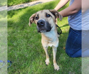 Mutt Dogs for adoption in Fargo, ND, USA