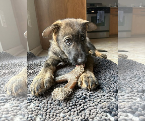 Medium Photo #10 German Shepherd Dog Puppy For Sale in Gretna, NE, USA