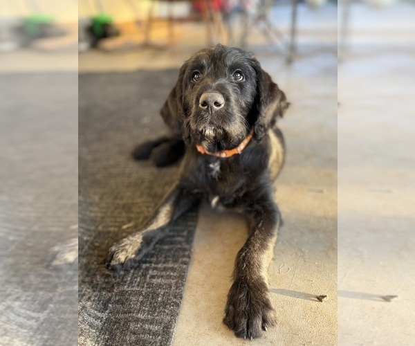 Medium Photo #1 Labradoodle Puppy For Sale in PRESCOTT VALLEY, AZ, USA