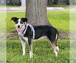 Small #2 Border Collie