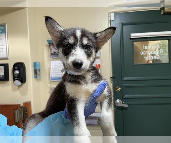 Medium Photo #1 Siberian Husky-Unknown Mix Puppy For Sale in Pasadena, CA, USA