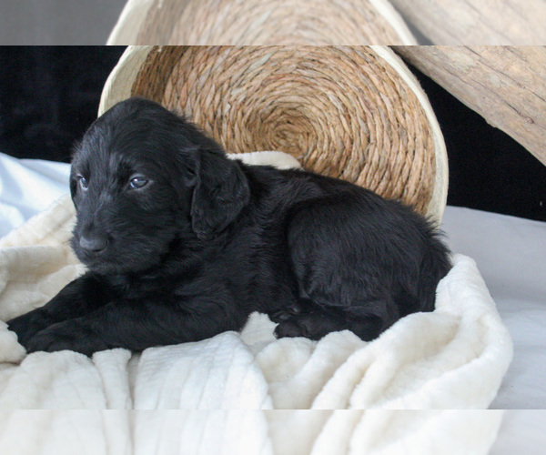 Medium Photo #6 Labradoodle Puppy For Sale in NAPPANEE, IN, USA