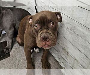 American Pit Bull Terrier Dogs for adoption in San Bernardino, CA, USA