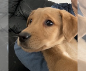 Labradoodle Puppy for sale in DAVENPORT, IA, USA