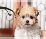 Small Photo #3 Havanese Puppy For Sale in NAPLES, FL, USA