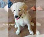 Puppy AKC Green Hold Golden Retriever