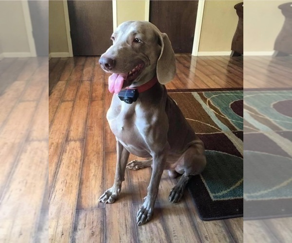 Medium Photo #1 Weimaraner Puppy For Sale in MAGEE, MS, USA