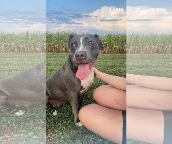 Medium Photo #1 American Pit Bull Terrier-Unknown Mix Puppy For Sale in Germantown, OH, USA