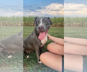 American Pit Bull Terrier-Unknown Mix Dogs for adoption in Germantown, OH, USA