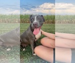 Small American Pit Bull Terrier Mix
