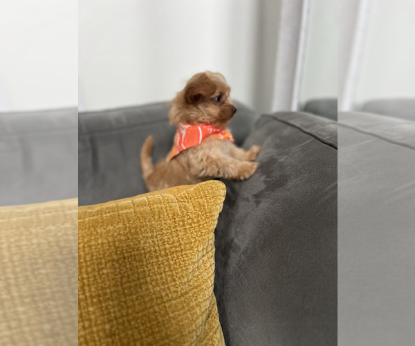 Medium Photo #7 Yorkshire Terrier Puppy For Sale in MABLETON, GA, USA