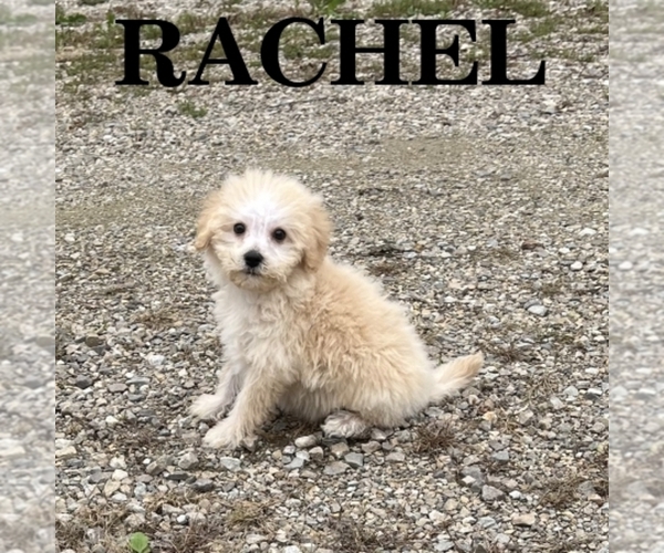 Medium Photo #1 Schnoodle (Miniature) Puppy For Sale in HARTLAND, MN, USA
