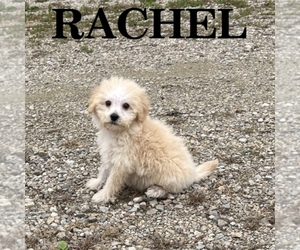 Schnoodle (Miniature) Puppy for sale in HARTLAND, MN, USA