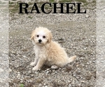 Image preview for Ad Listing. Nickname: Rachel