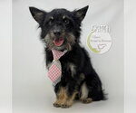 Small #3 Cairn Terrier Mix