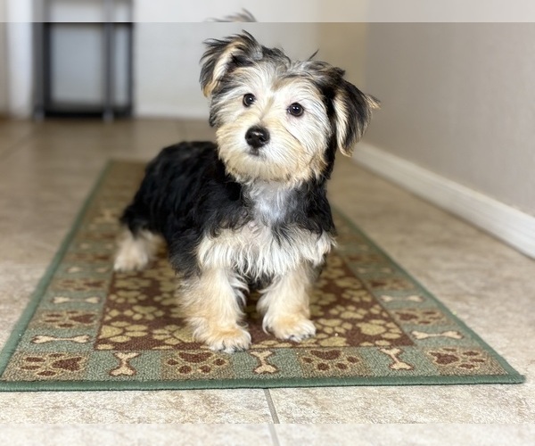 Medium Photo #3 Morkie Puppy For Sale in TUCSON, AZ, USA