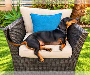 Dachshund Dogs for adoption in Los Angeles, CA, USA