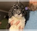 Small Photo #7 Saint Berdoodle Puppy For Sale in CONNEAUT, OH, USA