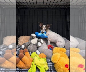 Bijou - Female Chihuahua-Unknown Mix Dog for Adoption - Photo #10