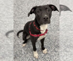 American Pit Bull Terrier-Unknown Mix Dogs for adoption in Bemidji, MN, USA