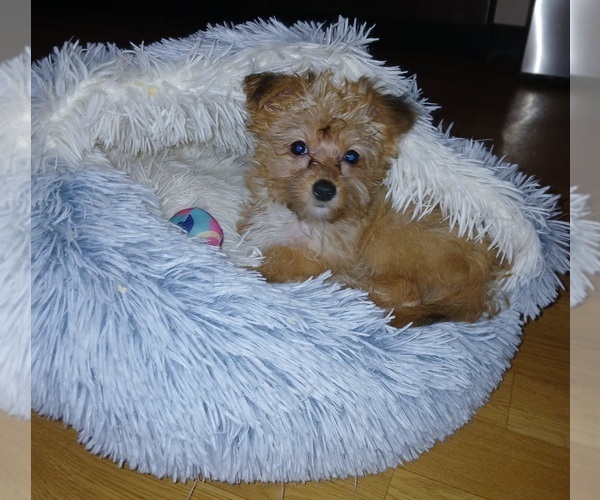 Medium Photo #2 Yorkipoo Puppy For Sale in SALEM, MA, USA