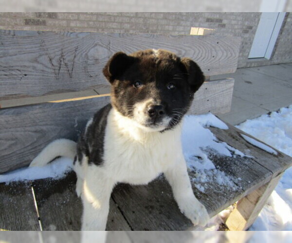 Medium Photo #3 Akita Puppy For Sale in HUDSON, MI, USA