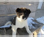 Small Photo #3 Akita Puppy For Sale in HUDSON, MI, USA