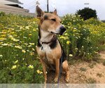 Small German Shepherd Dog Mix