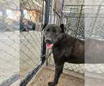 Small #1 Labrador Retriever Mix