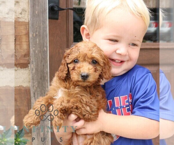 Medium Photo #4 Goldendoodle (Miniature) Puppy For Sale in NARVON, PA, USA