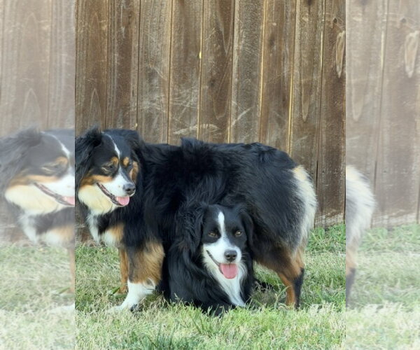 Medium Photo #1 Australian Shepherd Puppy For Sale in Dallas, TX, USA