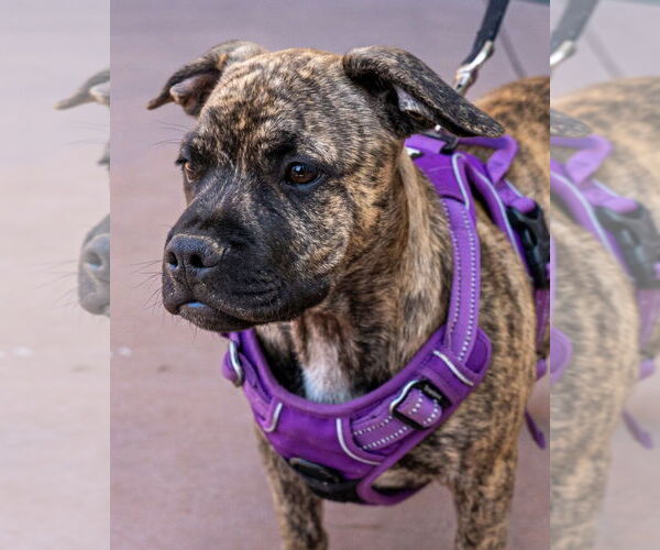 Medium Photo #3 French Bulldog-Unknown Mix Puppy For Sale in Lake Forest, CA, USA