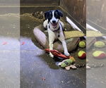 Small #4 Jack Russell Terrier Mix