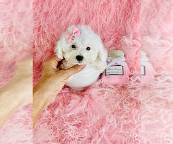 Medium Photo #26 Poodle (Toy) Puppy For Sale in PEMBROKE PINES, FL, USA