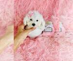 Small Photo #26 Poodle (Toy) Puppy For Sale in PEMBROKE PINES, FL, USA