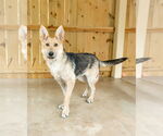 Small German Shepherd Dog Mix
